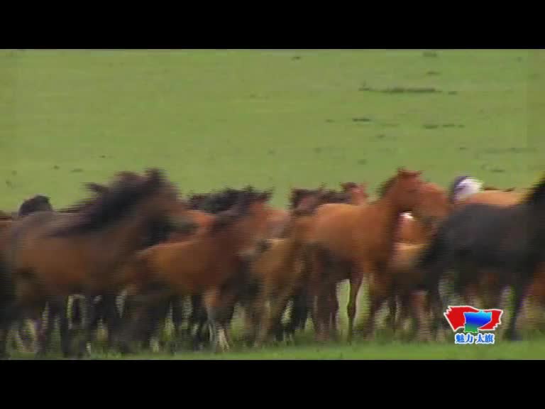太仆寺旗宣传视频