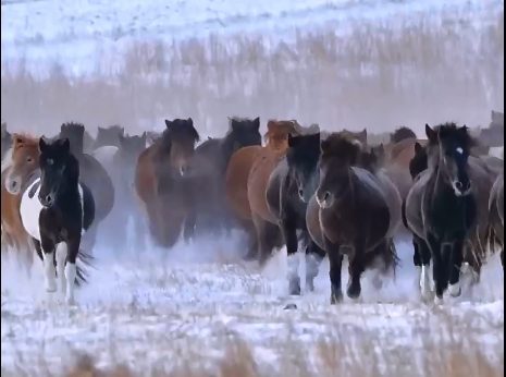 蒙古马超锡林浩特站12月21日即将开赛