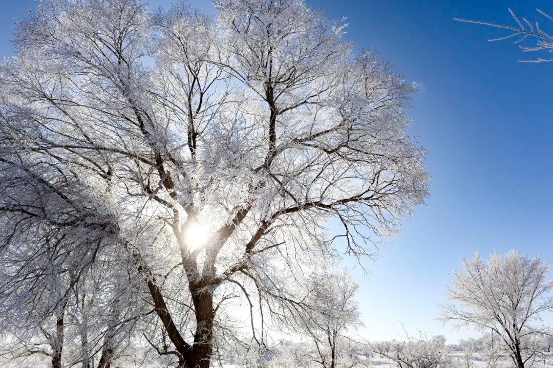锡林浩特出现“冬日精灵”--雾凇的美 美得像梅花