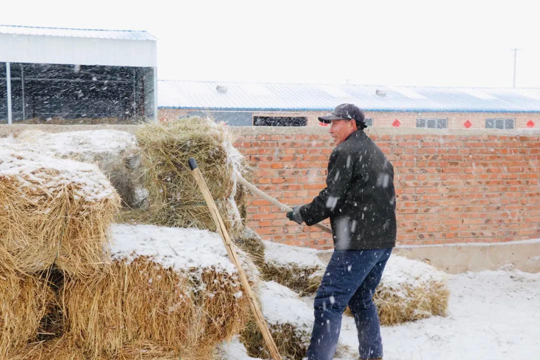 本轮降雪有利于畜牧业生产