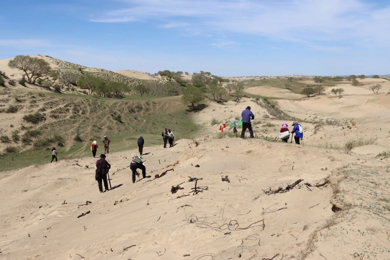 锡林浩特：“蚂蚁森林”公益项目助力浑善达克沙地歼灭战
