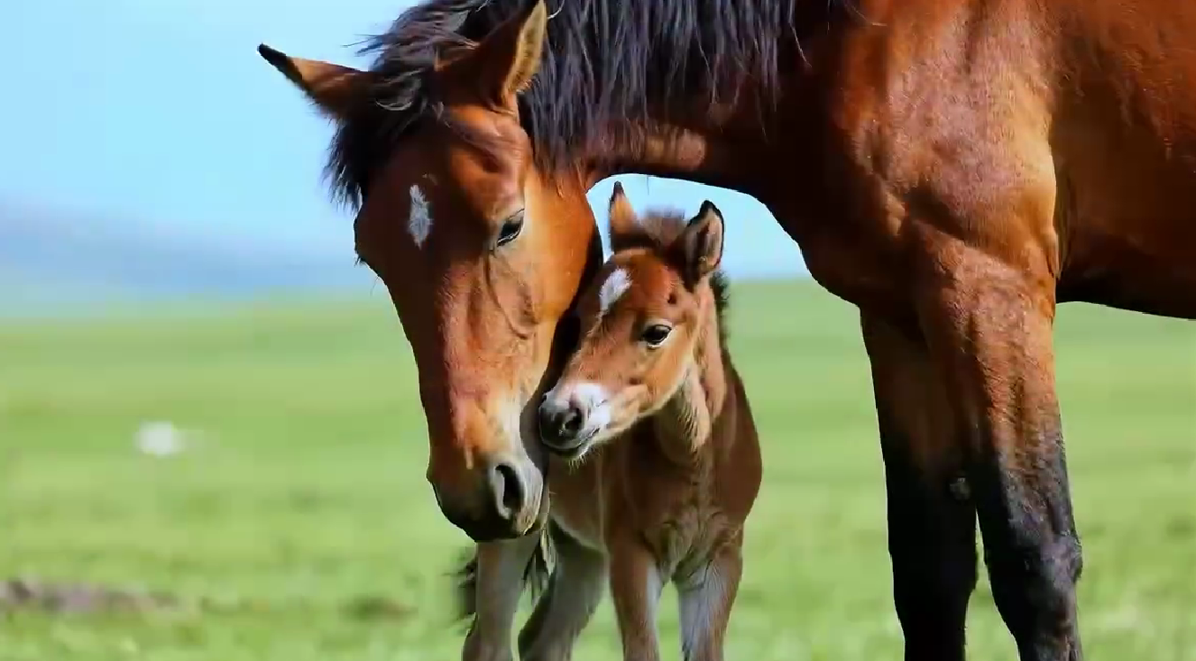 母亲节，别让爱意沉默——那些心底的温柔话语 化作春日暖风 轻轻拂过她的心房