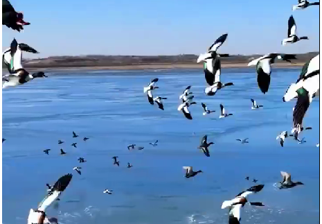 锡林浩特：摘朵马兰你就走吧~