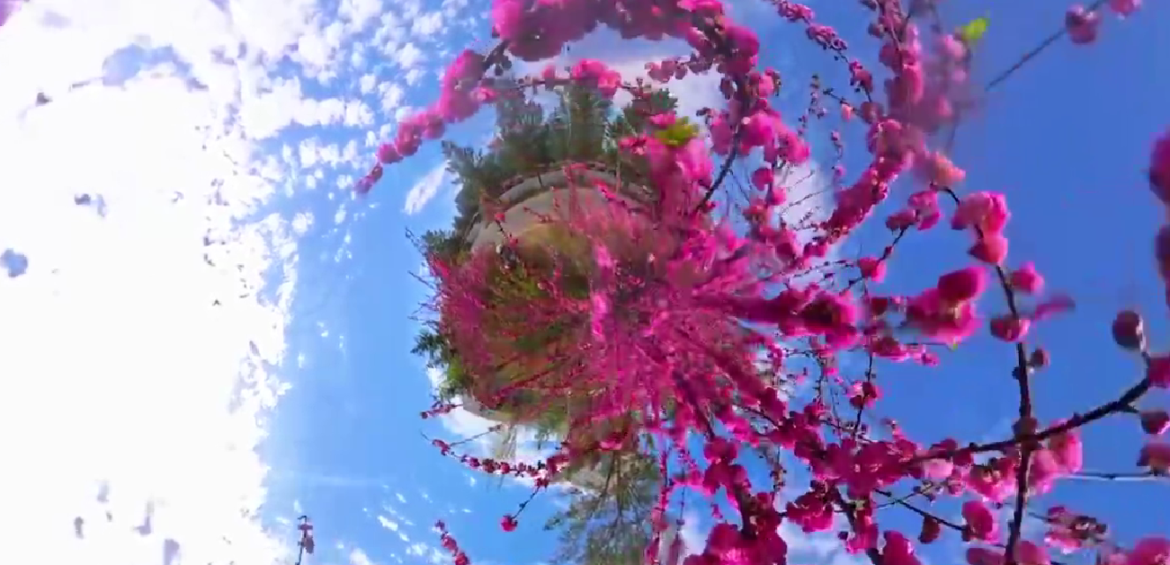 踏入锡林花境 邂逅人间绝色