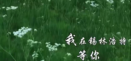繁花漫草原—我在锡林浩特等你~