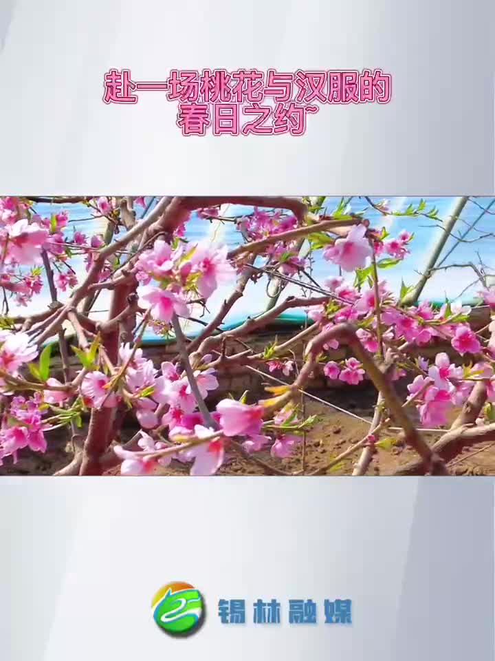 赴一场桃花与汉服的春日之约