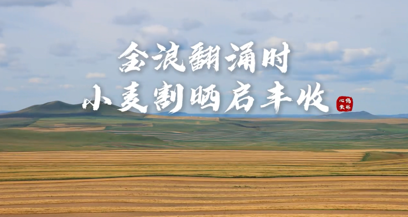 金浪翻涌时 小麦割晒启丰收