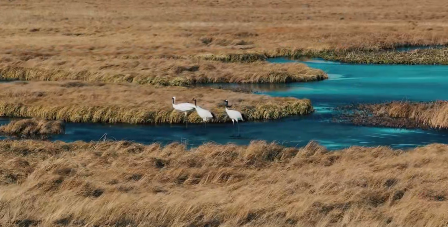 锡林浩特市：一岁一迁飞 一念一相逢